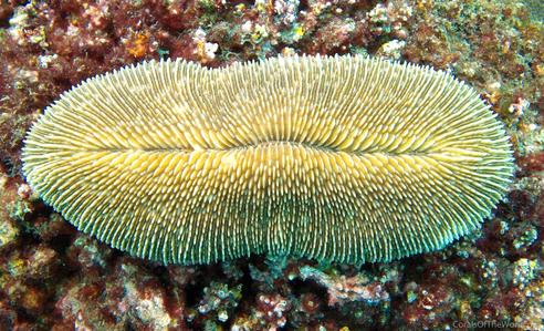 Ctenactis crassa