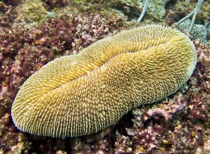 CotW preview: Ctenactis crassa