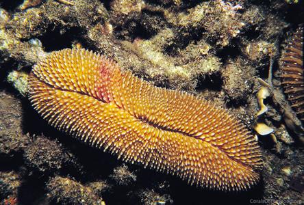CotW: Ctenactis crassa