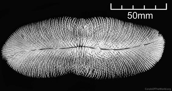 CotW: Ctenactis crassa