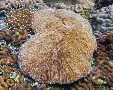 Ctenactis echinata