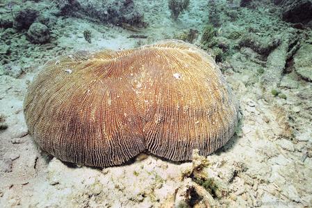 CotW preview: Ctenactis echinata