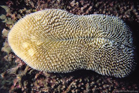 CotW: Ctenactis echinata