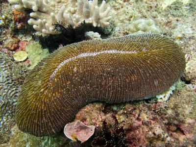 CotW: Ctenactis echinata