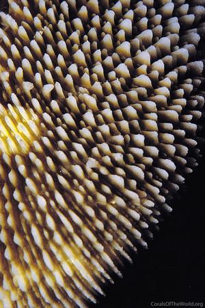 CotW: Ctenactis echinata