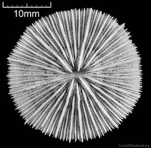 Cycloseris boschmai
