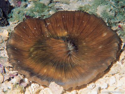 CotW: Cycloseris colini