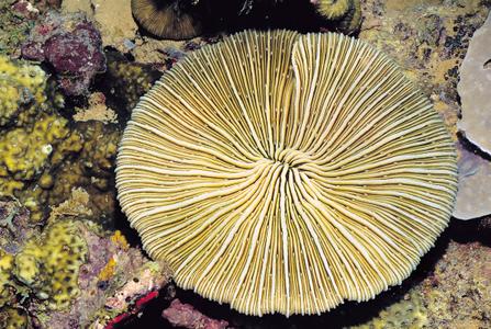 CotW: Cycloseris colini