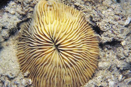 Cycloseris costulata