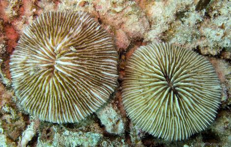 CotW preview: Cycloseris costulata
