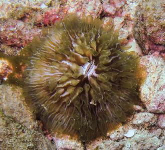CotW: Cycloseris costulata