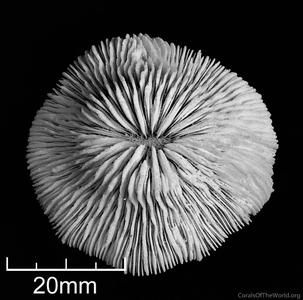 CotW: Cycloseris costulata