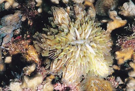 Cycloseris curvata