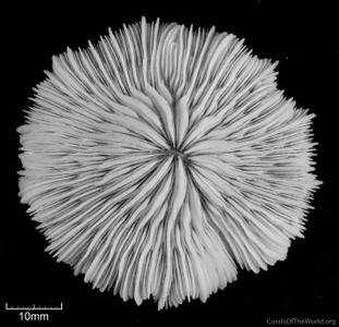 CotW preview: Cycloseris curvata