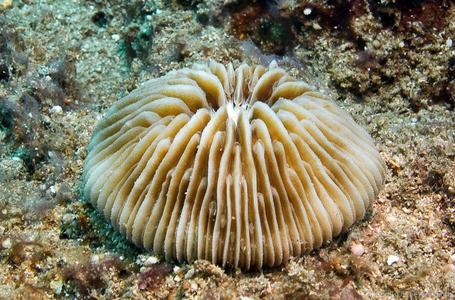 Cycloseris cyclolites