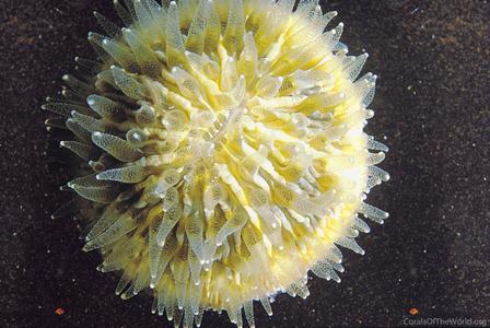 CotW preview: Cycloseris cyclolites