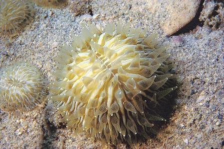 CotW: Cycloseris cyclolites