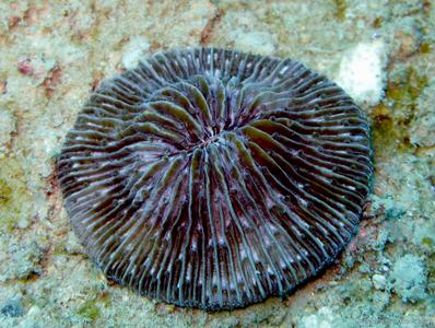 Cycloseris erosa