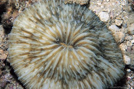 CotW: Cycloseris erosa
