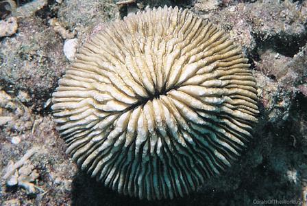 CotW: Cycloseris erosa