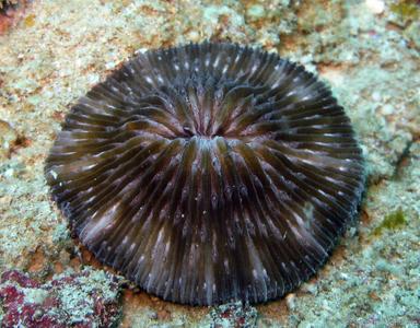 CotW: Cycloseris erosa