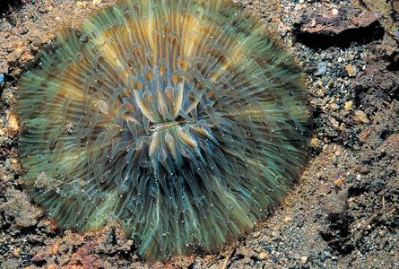 Cycloseris hexagonalis