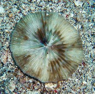 CotW preview: Cycloseris hexagonalis