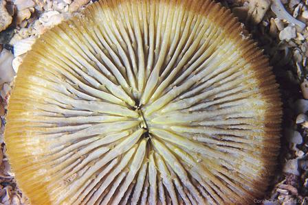 CotW: Cycloseris patelliformis