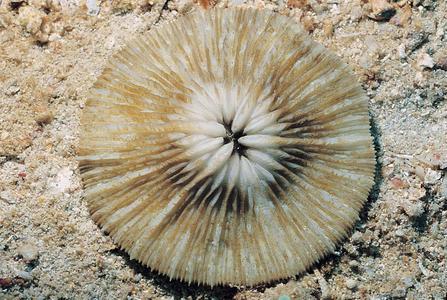 CotW: Cycloseris patelliformis