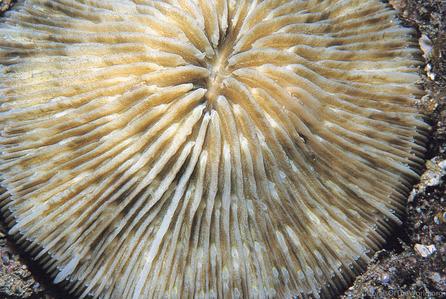 CotW: Cycloseris patelliformis