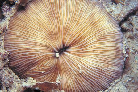 Cycloseris sinensis