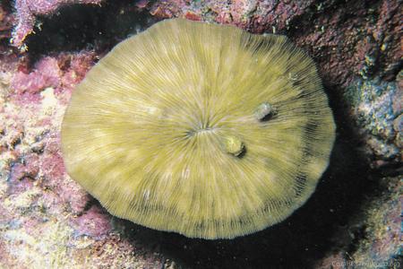 CotW preview: Cycloseris sinensis