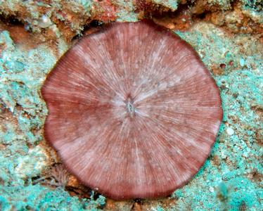 CotW: Cycloseris sinensis