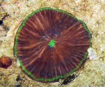 CotW: Cycloseris sinensis