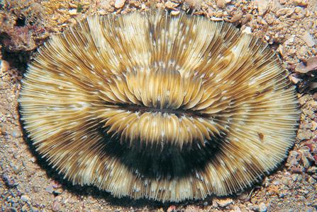 Cycloseris somervillei