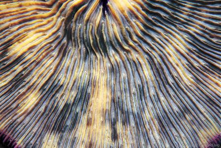 CotW preview: Cycloseris somervillei