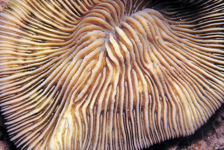 CotW: Cycloseris somervillei