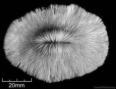 CotW: Cycloseris somervillei