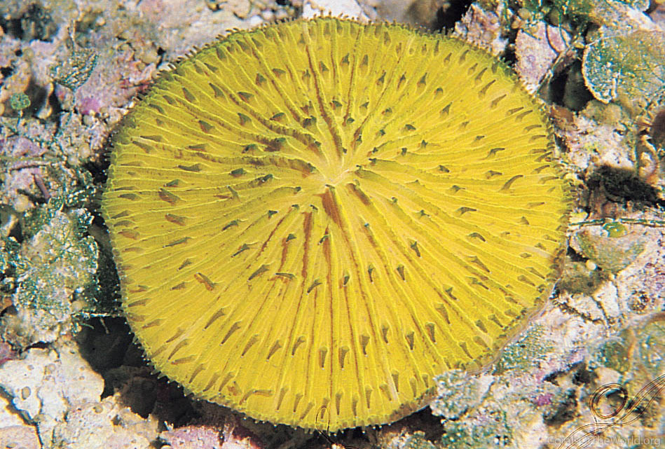 Cycloseris tenuis