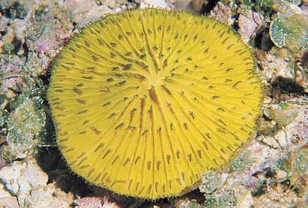 CotW: Cycloseris tenuis