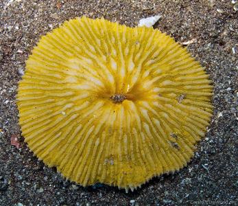 CotW: Cycloseris tenuis