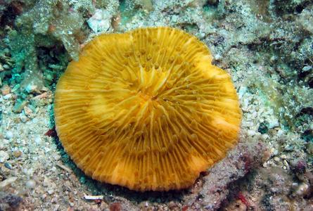 CotW: Cycloseris tenuis