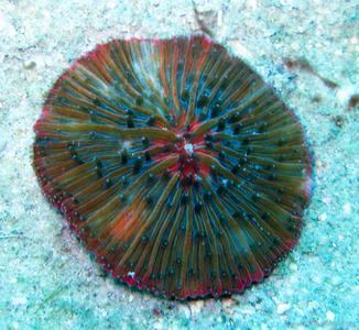 CotW: Cycloseris tenuis