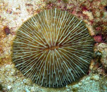 CotW preview: Cycloseris vaughani