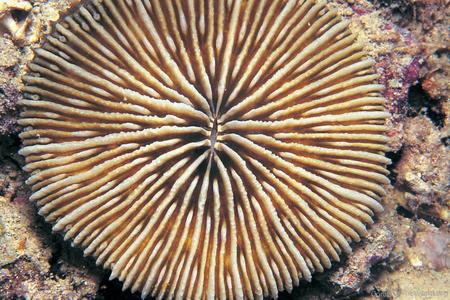 CotW: Cycloseris vaughani