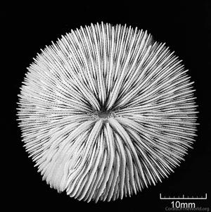 CotW: Cycloseris vaughani