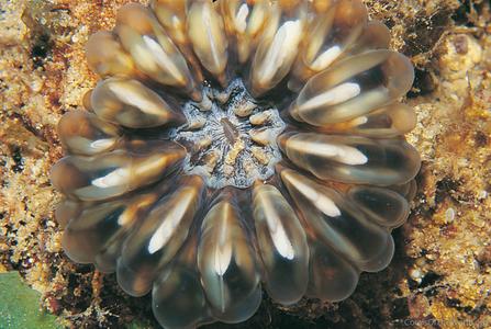 Cynarina lacrymalis