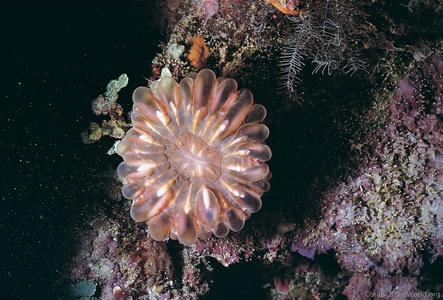 CotW: Cynarina lacrymalis