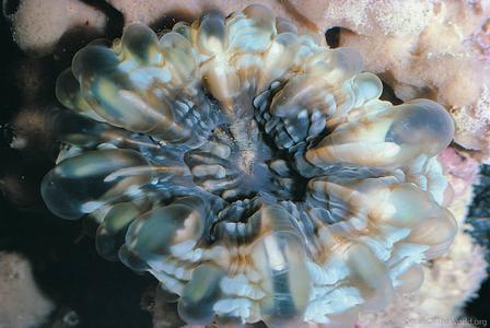 CotW: Cynarina lacrymalis
