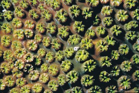 CotW: Cyphastrea agassizi